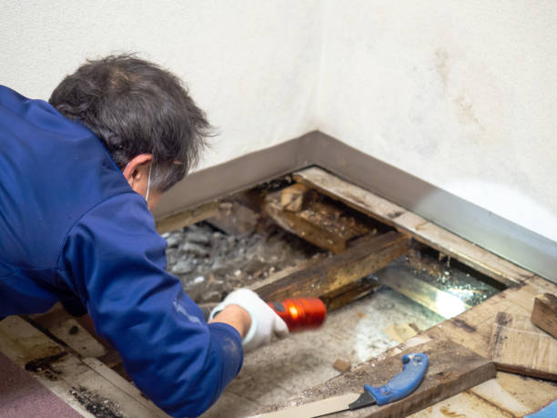 Best Residential Mold Removal  in Grover, WY