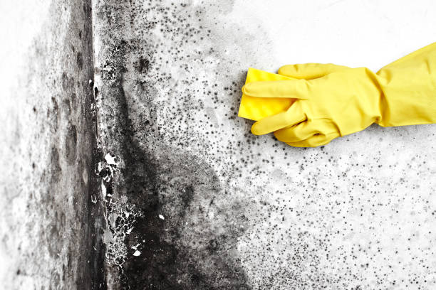 Home Mold Removal in Grover, WY