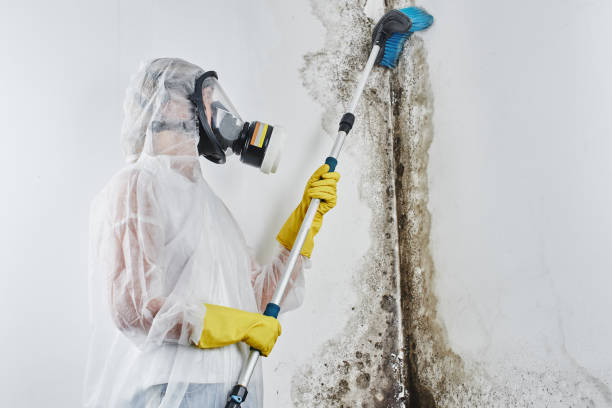 Professional Mold Removal in Grover, WY