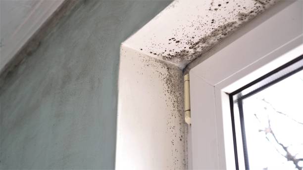 Best Residential Mold Removal  in Grover, WY