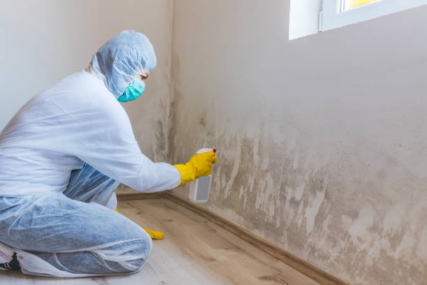 Best Certified Mold Removal  in Grover, WY