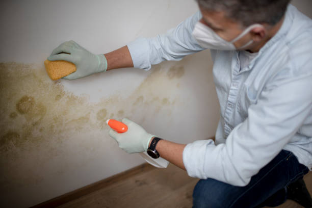 Best Emergency Mold Removal  in Grover, WY