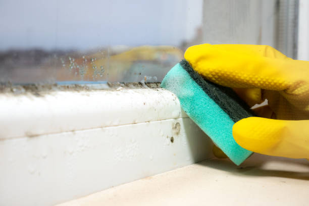 Mold Testing and Removal in Grover, WY